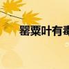 罂粟叶有毒吗（罂粟叶子有什么功效）