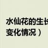 水仙花的生长变化情况是什么（水仙花的生长变化情况）