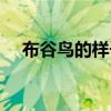 布谷鸟的样子图片大全（布谷鸟的样子）