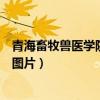青海畜牧兽医学院的宿舍（青海畜牧兽医职业技术学院宿舍图片）