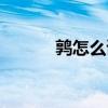 鹑怎么读音是什么（鹑怎么读）