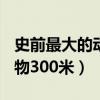 史前最大的动物300米是什么（史前最大的动物300米）
