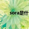 sora是什么意思（chat是什么意思）