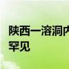 陕西一溶洞内发现大熊猫化石：完整程度十分罕见