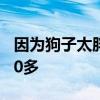因为狗子太胖主人被判入狱两个月！罚款5000多