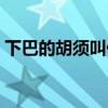 下巴的胡须叫什么名字（下巴的胡须叫什么）