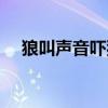 狼叫声音吓狗专用（狼的叫声怎么形容）