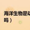 海洋生物是动物吗还是植物（海洋生物是动物吗）