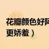 花瓣颜色好阿妹更娇羞歌词（花瓣颜色好阿妹更娇羞）