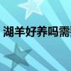 湖羊好养吗需要注意哪些地方（湖羊好养吗）
