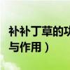 补补丁草的功效与作用禁忌（补补丁草的功效与作用）