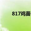 817鸡苗价格出售（817鸡苗价格）