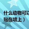 什么动物可以贴在墙上打生肖（什么动物可以贴在墙上）