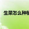 生菜怎么种植方法家里视频（生菜怎么种）
