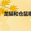 龙猫和仓鼠哪个好养（龙猫和仓鼠的区别）