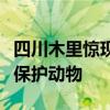 四川木里惊现罕见白色瑞兽：系毛冠鹿、国二保护动物