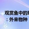 观赏鱼中的珍品 17万条宝莲灯鱼被海关查获：外来物种