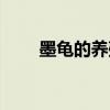 墨龟的养殖方法和注意事项（墨龟）