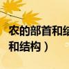 农的部首和结构是什么意思和组词（农的部首和结构）
