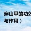 穿山甲的功效与作用及禁忌（穿山甲片的功效与作用）