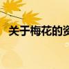 关于梅花的资料说明文（关于梅花的资料）
