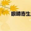 眼睛寄生虫早期症状（眼睛寄生虫）