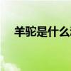羊驼是什么动物配出来的（羊驼是什么）