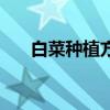 白菜种植方法全过程视频（白菜种植）