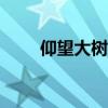 仰望大树作文600（仰望大树作文）