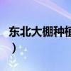东北大棚种植什么赚钱（大棚种植什么最赚钱）
