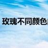玫瑰不同颜色的花语（紫玫瑰的花语是什么）