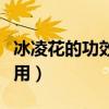 冰凌花的功效与作用图片（冰凌花的功效与作用）