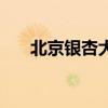 北京银杏大道在哪儿（北京银杏大道）