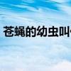苍蝇的幼虫叫什么名字（苍蝇的幼虫叫什么）