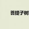 菩提子树图片大全大图（菩提子树）