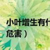 小叶增生有什么危害和后果（小叶增生有什么危害）