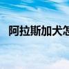 阿拉斯加犬怎么养的（阿拉斯加犬怎么养）