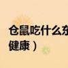仓鼠吃什么东西才能养活（仓鼠吃什么东西最健康）