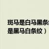 斑马是白马黑条纹还是黑马白条纹?（斑马是白马黑条纹还是黑马白条纹）
