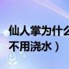 仙人掌为什么不用浇水还能活（仙人掌为什么不用浇水）