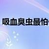 吸血臭虫最怕什么植物（吸血臭虫最怕什么）