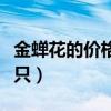金蝉花的价格是多少钱一斤（金花鼠多少钱一只）