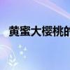 黄蜜大樱桃的功效与作用点（黄蜜大樱桃）