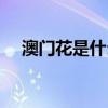 澳门花是什么花图片（澳门花是什么花）