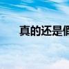 真的还是假的孟庭苇（真的还是假的）