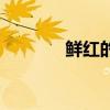 鲜红的什么花（鲜红的什么）