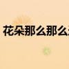 花朵那么那么造句一年级（那么造句一年级）