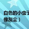 白色的小虫子像灰尘怎么去除（白色的小虫子像灰尘）