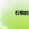石榴的英文缩写（石榴的英文）