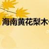 海南黄花梨木价格历史（海南黄花梨木价格）